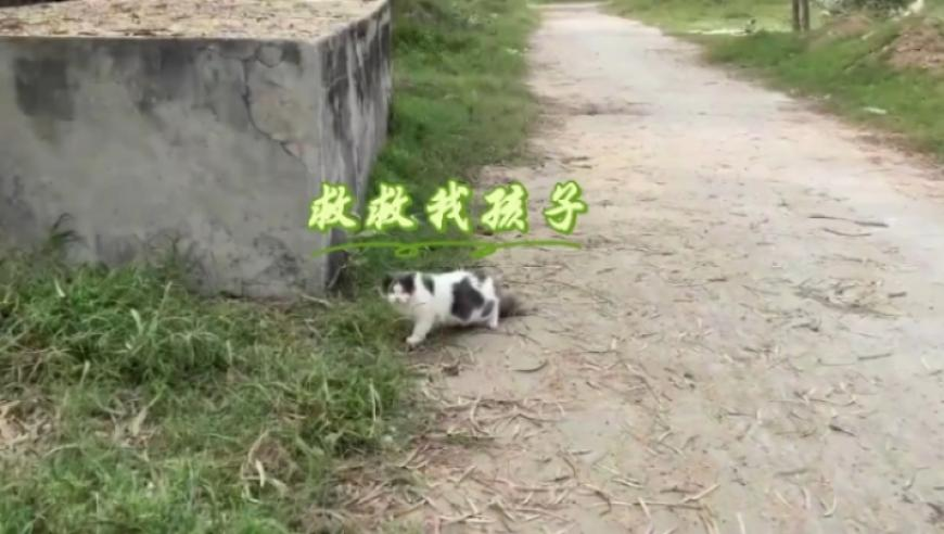 澳门金钥匙手机资料,2025年买油车还是电车,确保成语解释落实的问题_精英版V14.35